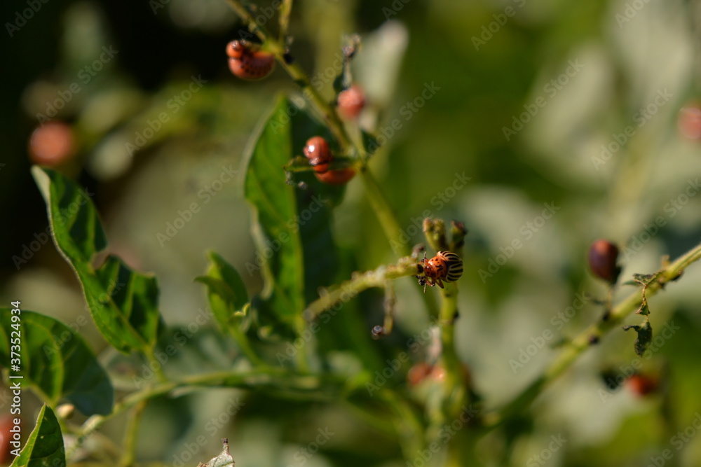 potato bug destroying the crop. leptinotarsa decemlineata insects eating the leaves of plants