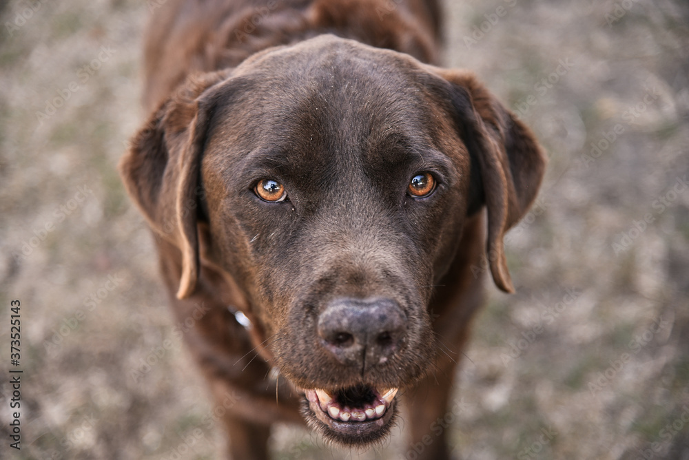 Labrador chocolate