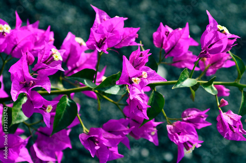 Spain, Canary Islands, Baugainvillea photo