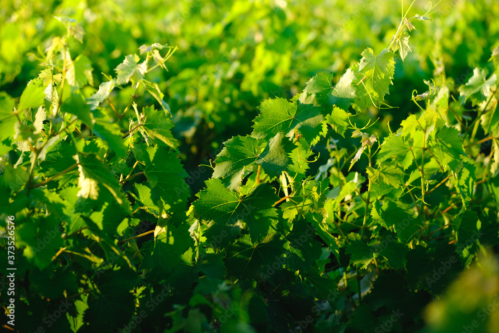 Pattern created by grapevine leafs