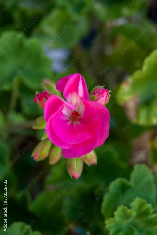 Flor de jardín rosada