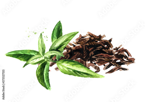 Heap of dry tea leaves and Verbena herb. Hand drawn watercolor illustration isolated on white background