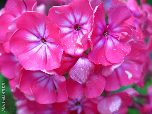 pink Phlox grow in the garden in summer