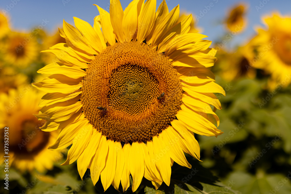 Fototapeta premium Sonnenblume mit Bienen