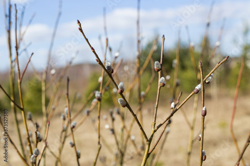 Fluffy buds on tree branches in spring