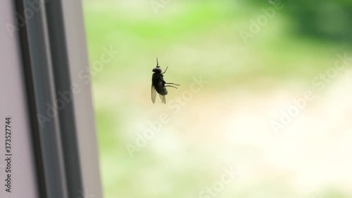 Housefly Indoors Climbing Window - Shallow Focus