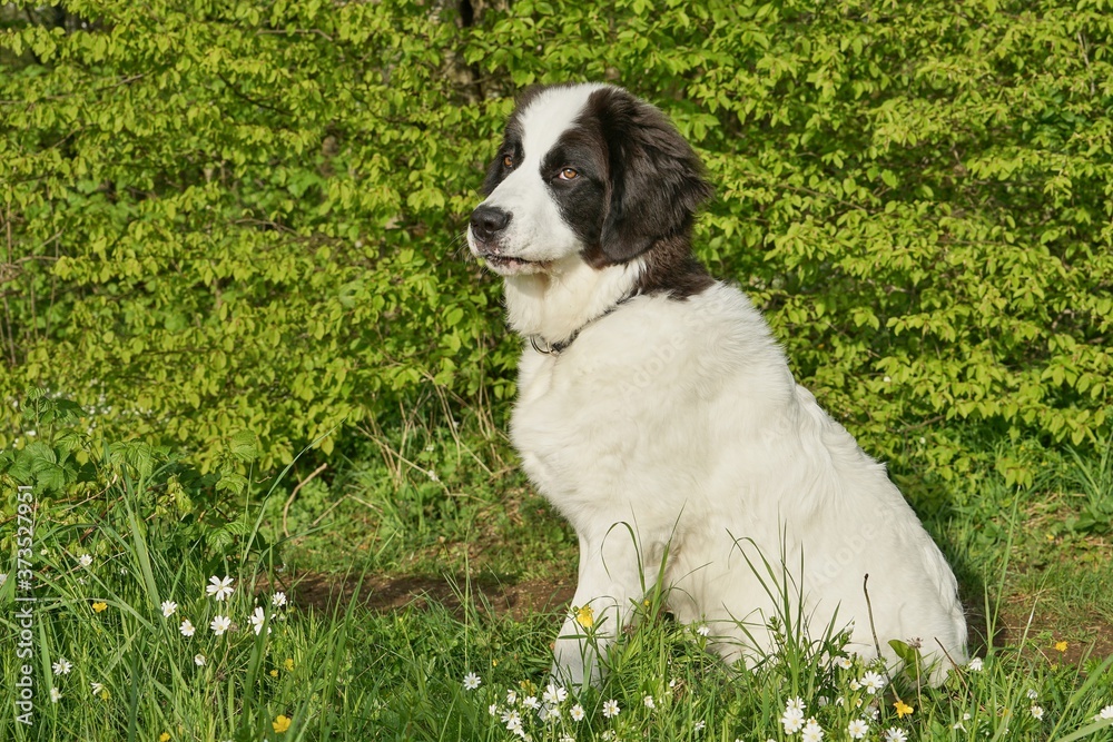 Junger Hund im Gras sitzend - Landseer