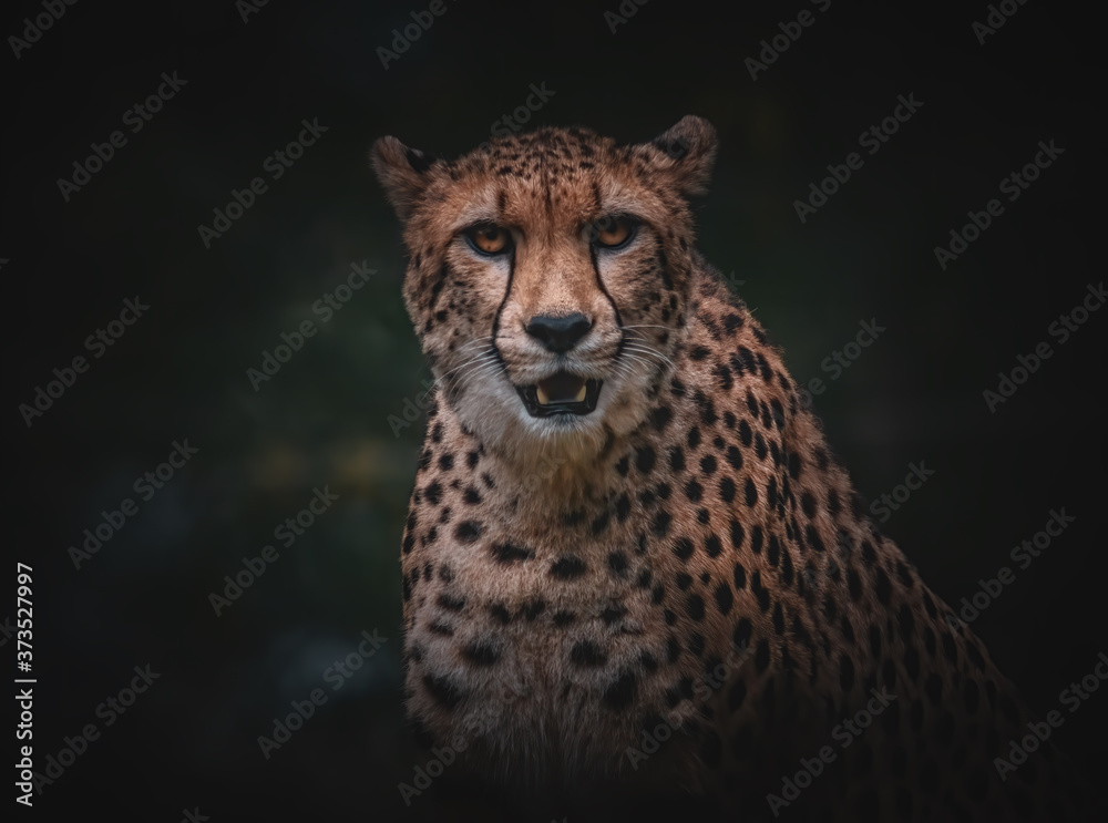 Naklejka premium Gepard Porträt