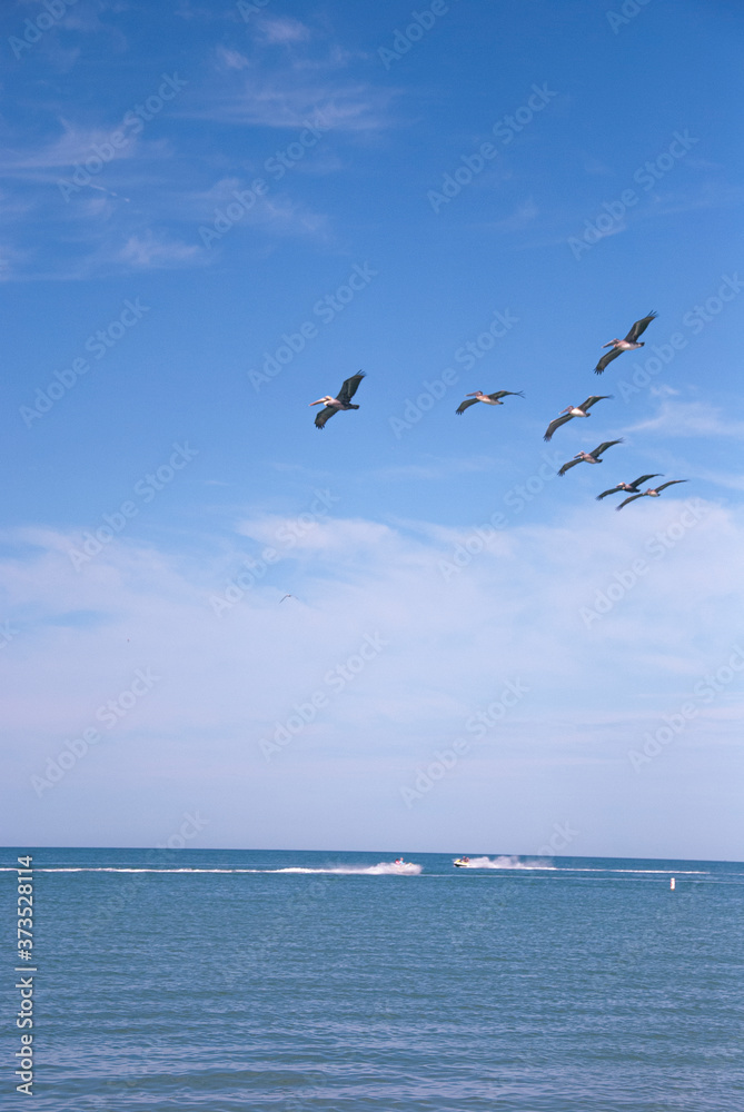 sky, beach, blue, ocean, birds