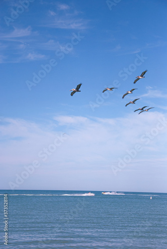 sky  beach  blue  ocean  birds