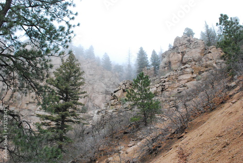pine forest in the mountain fog
