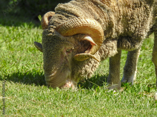 Merino Sheep on a Farm in Australia