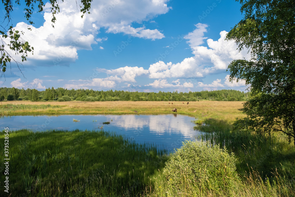 Small lake and grazing cows in the field on a summer day.