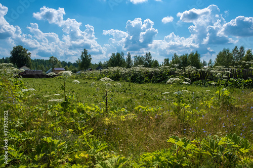 Hogweed thickets on the edge of a Russian village on a summer day.