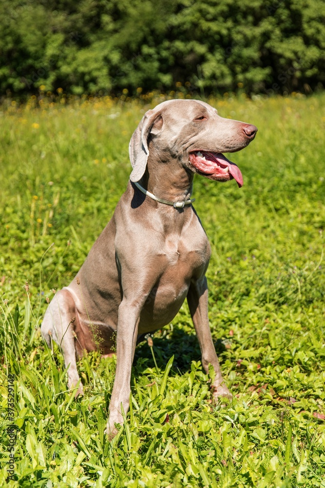 Sitting Weimaraner on a green field. Hunting dog on a summer meadow. A dog with his tongue out.