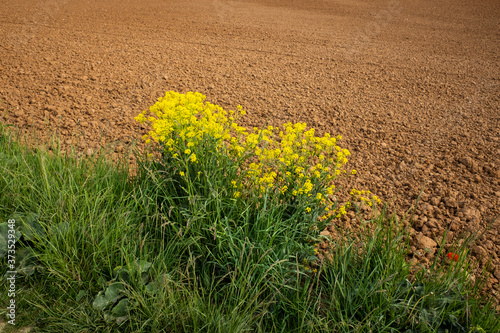 Gelbe Kräuter, Blumen und Gräser am Rand eines braunen Feldes im Sommer photo