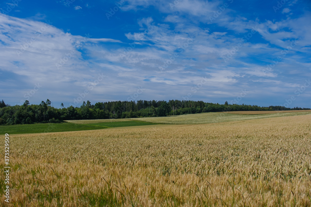 Ein Acker / Feld mit Getreide in einer schönen Landschaft mit blauem Himmel im Sommer