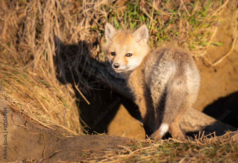 Red fox kits in the wild Red fox kits in the wild