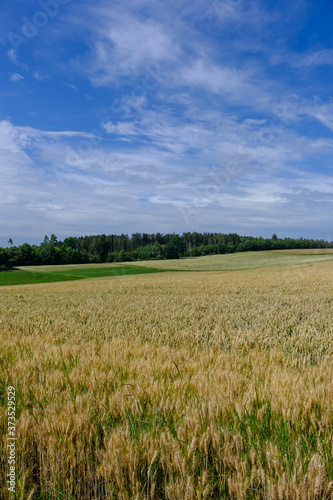Hochformat: Ein sommerliches Feld mit Getreide in einer schönen Landschaft mit blauem Himmel