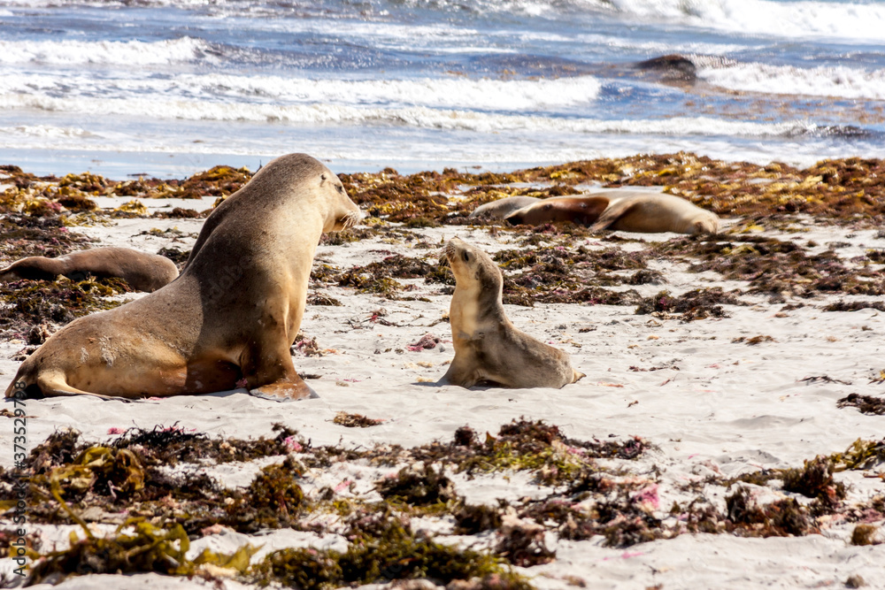 Fototapeta premium Sea Lion with sea lion cub on the sandy beach, South Australia.