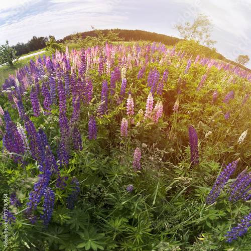 Fototapeta Naklejka Na Ścianę i Meble -  Purple and pink flowers in the green field. Beautiful lupin flowers panoramic shot. Crop of floral shperical panorama with sunbeam