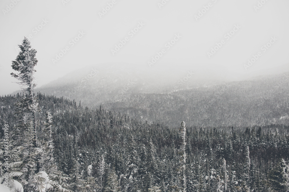Winter and cold forest Winter and cold forest
