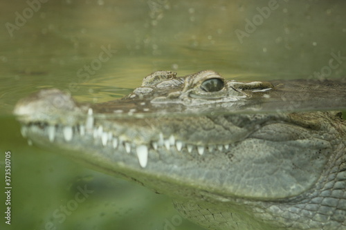 crocodile swimming in murky water looking for its prey