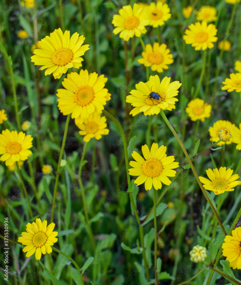 Obraz premium Calendula arvensis- yellow flowers in the field