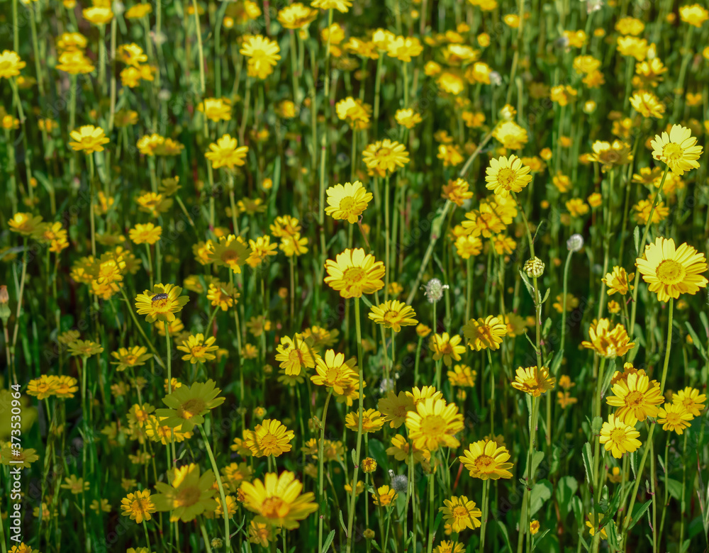 Obraz premium Calendula arvensis- yellow flowers in the field