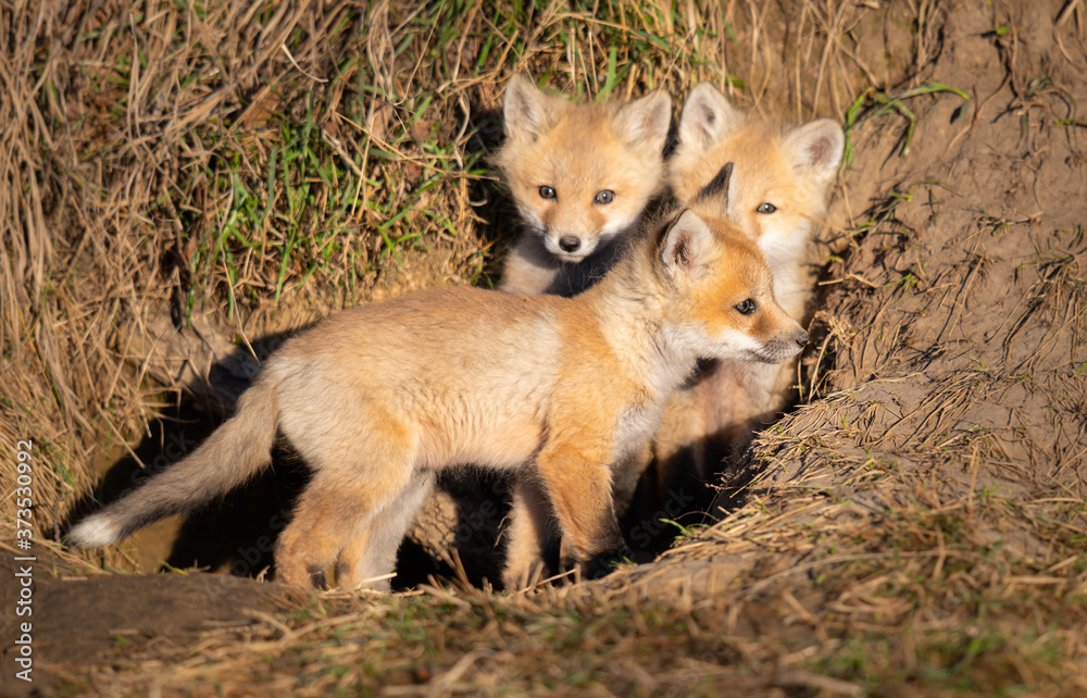 Red fox kits in the wild
