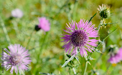Cirsium vulgare-The spear thistle background