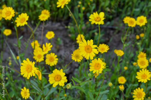 Calendula arvensis- yellow flowers in the field