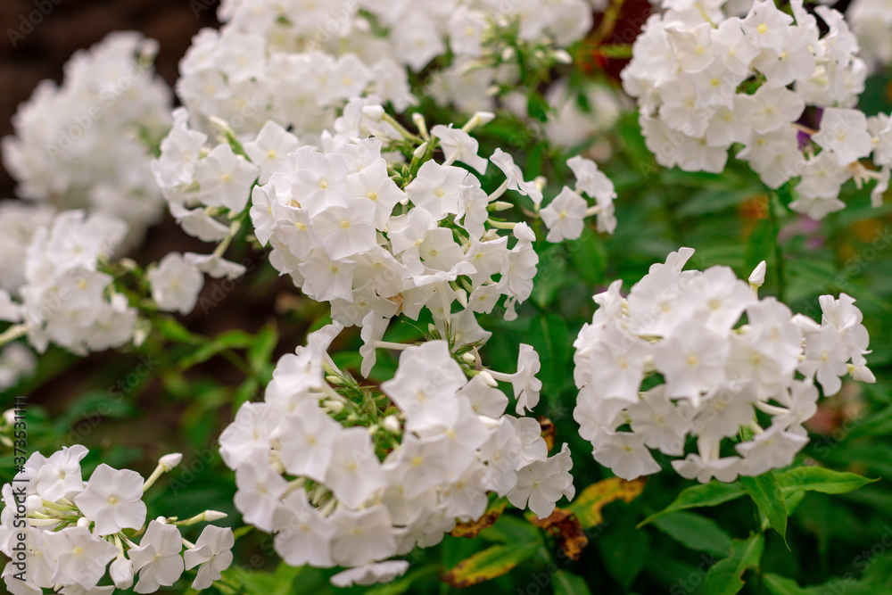 White phlox flower close up in garden on a summer day White phlox flower close up in garden on a summer day