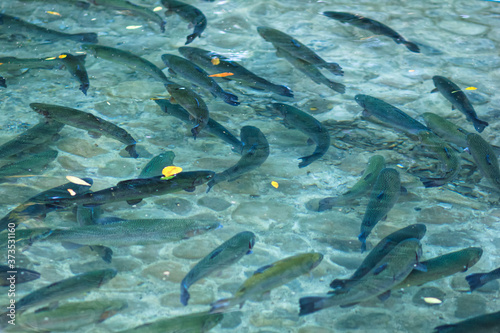 Growing rainbow trout fishes in clean water outdoors in park or aqua farm