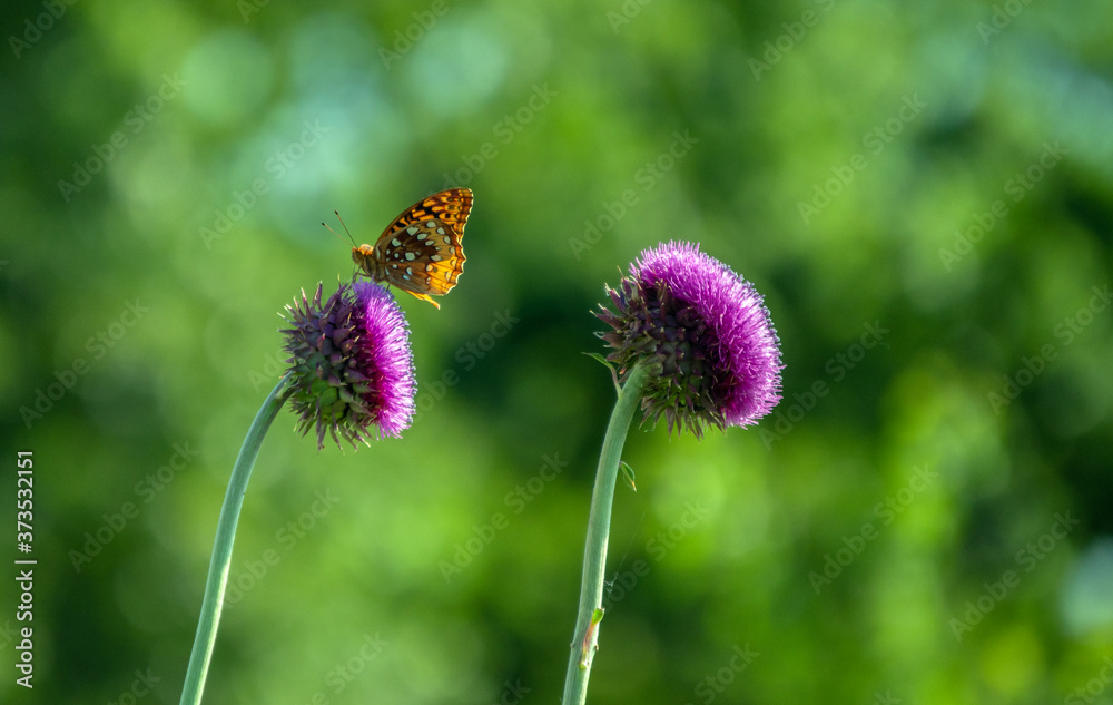 A pretty Great Spangled Firtillary gathers pollen from a pretty purple thistle weed in Missouri. Nice green bokeh effect. A pretty Great Spangled Firtillary gathers pollen from a pretty purple thistle weed in Missouri. Nice green bokeh effect.