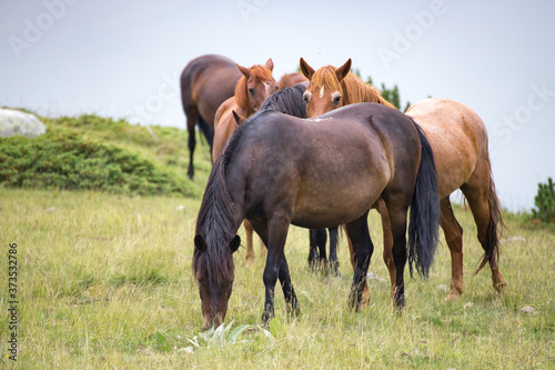 Wild free horses eating and walking in Pirin mountain, Bulgraia. Moving around. © MPeev
