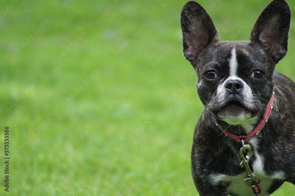french bulldog and boston terrier puppy