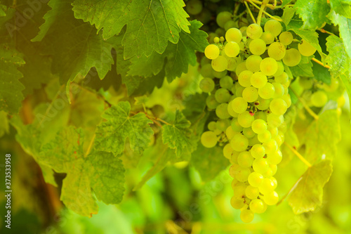 selective focus on the grapes, ripe bunches of white grapes on the vine
