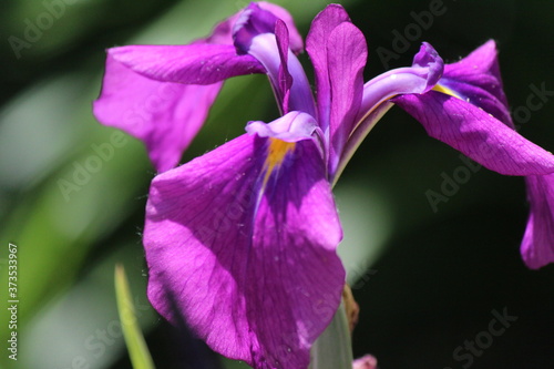 Fototapeta Naklejka Na Ścianę i Meble -  purple flower
