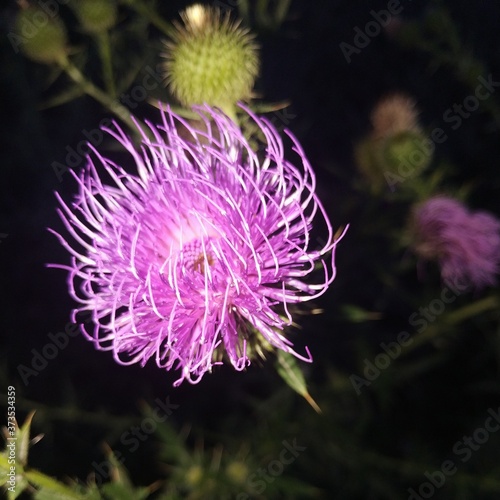 purple thistle flower