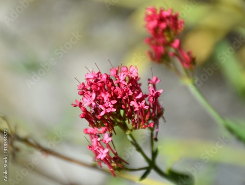 Red Valerian flowers (Centranthus ruber) in the wild.