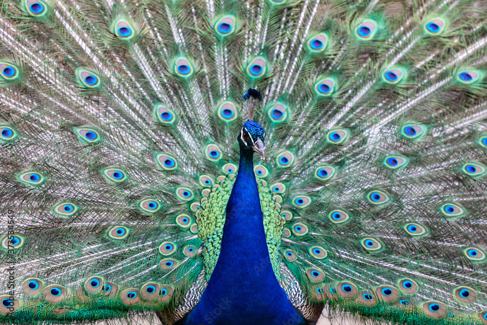 Obraz premium Male peacock showing his plumage and tail