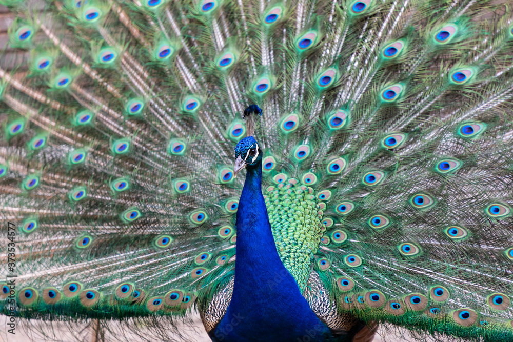 Naklejka premium Male peacock showing his plumage and tail