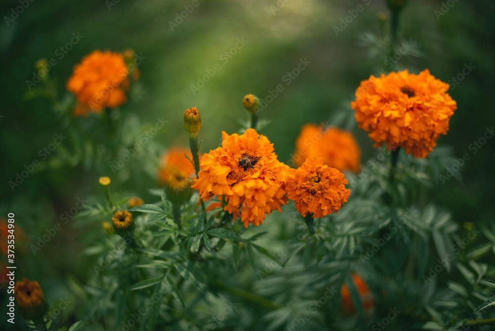 The beautiful of bright Marigolds flower in Marigolds flower feild at the countryside. (Tagetes erecta, Mexican marigold, Aztec marigold, African marigold) The beautiful of bright Marigolds flower in Marigolds flower feild at the countryside. (Tagetes erecta, Mexican marigold, Aztec marigold, African marigold)