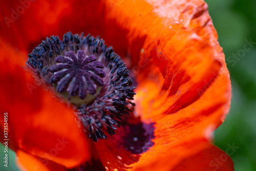 Close up of a the center of a poppy