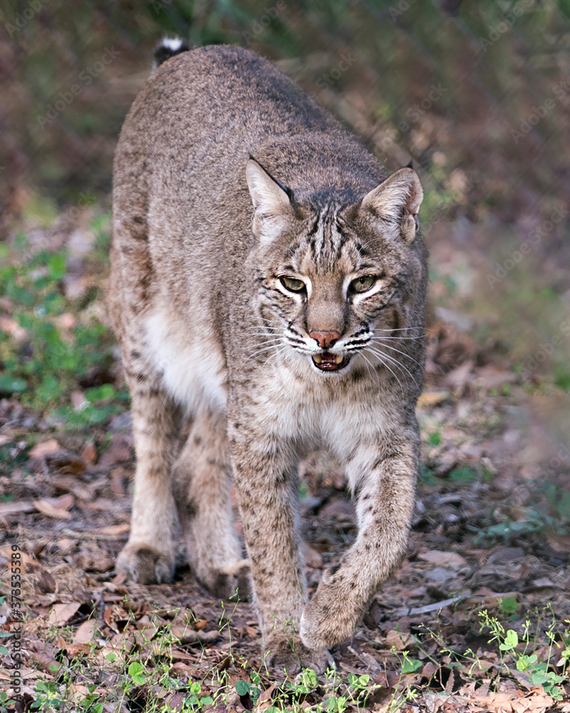Bobcat stock photos. Bobcat close-up profile view, foraging in the field with open mouth in its environment and habitat displaying brown fur, head, paws with a blur background. Image .Portrait. Bobcat stock photos. Bobcat close-up profile view, foraging in the field with open mouth in its environment and habitat displaying brown fur, head, paws with a blur background. Image .Portrait.