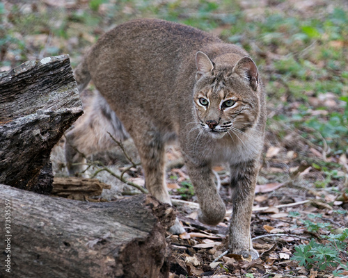 Bobcat Animal Stock Photos, Bobcat close up profile view walking and looking at the camera displaying body, head, ears, eyes, nose, mouth tail, its environment. Picture. Image. Portrait.