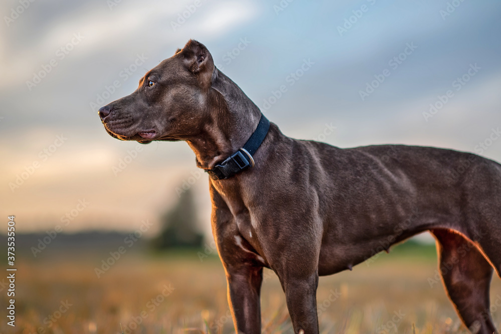 Brutal portrait of American Pit Bull Terrier. Brutal portrait of American Pit Bull Terrier.