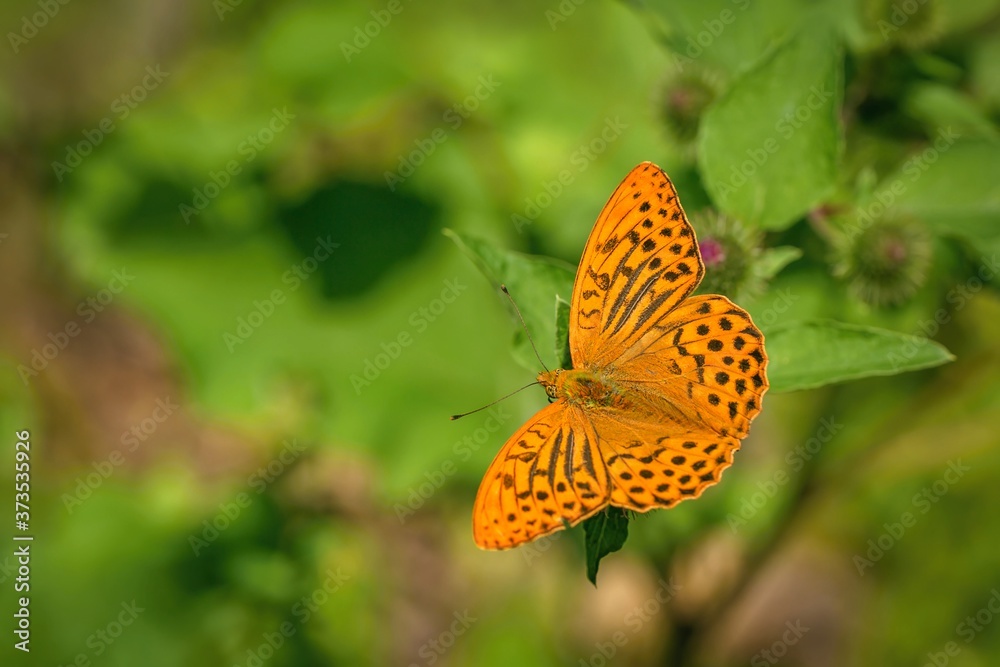 Silver-washed fritillary, an orange and black butterfly, sitting on a leaf. Sunny summer day in a meadow. Blurry green background. Silver-washed fritillary, an orange and black butterfly, sitting on a leaf. Sunny summer day in a meadow. Blurry green background.