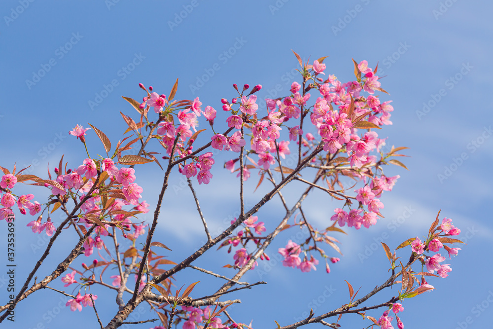 Branch of Prunus Kanzan cherry. Pink double flowers and green leaves in the blue sky background, close up. Prunus serrulata, flowering tree, called as Kwanzan, Sekiyama cherry, Japanese cherry, Sakura Branch of Prunus Kanzan cherry. Pink double flowers and green leaves in the blue sky background, close up. Prunus serrulata, flowering tree, called as Kwanzan, Sekiyama cherry, Japanese cherry, Sakura